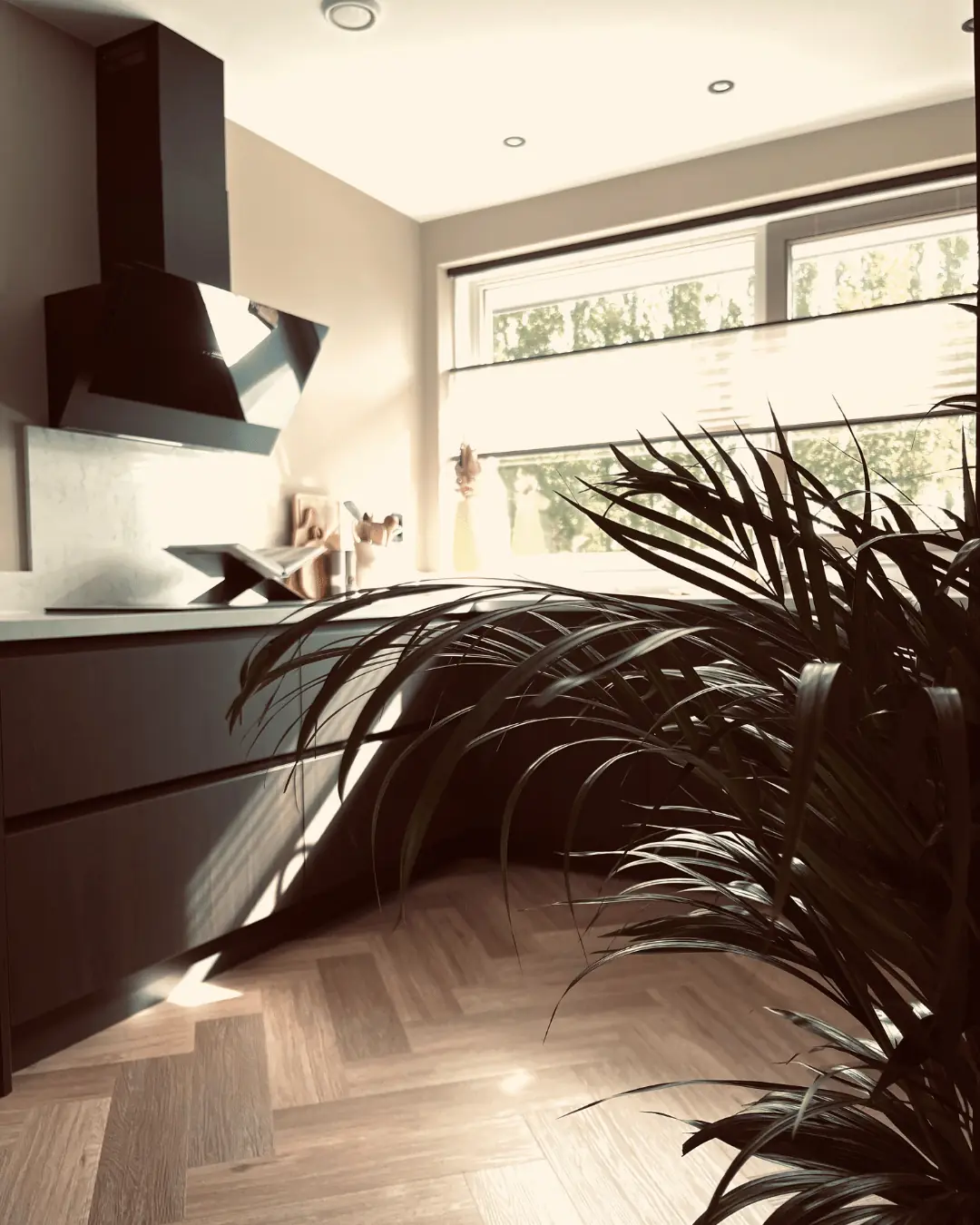 Keuken met zwarte schuine afzuigkap, lichte wanden en een grote palm in het zonlicht